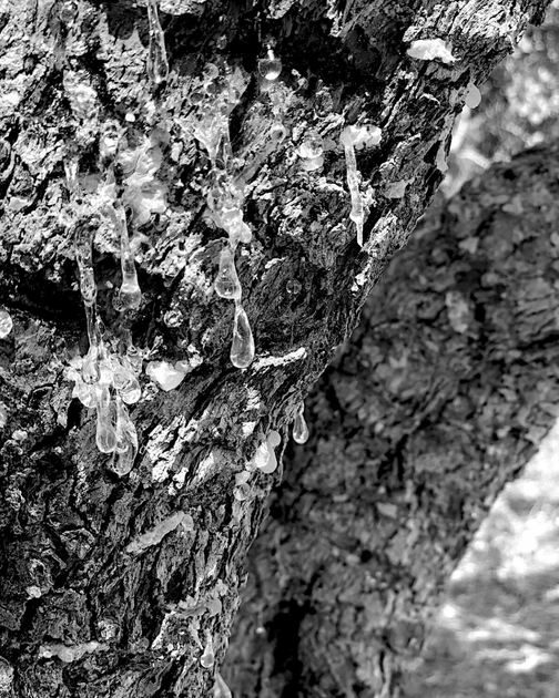 Volatile Essentials | Bio Alchemy Olfactive